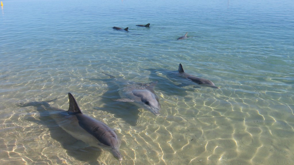 Dauphins dans l'eau