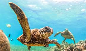 tortues dans l'eau